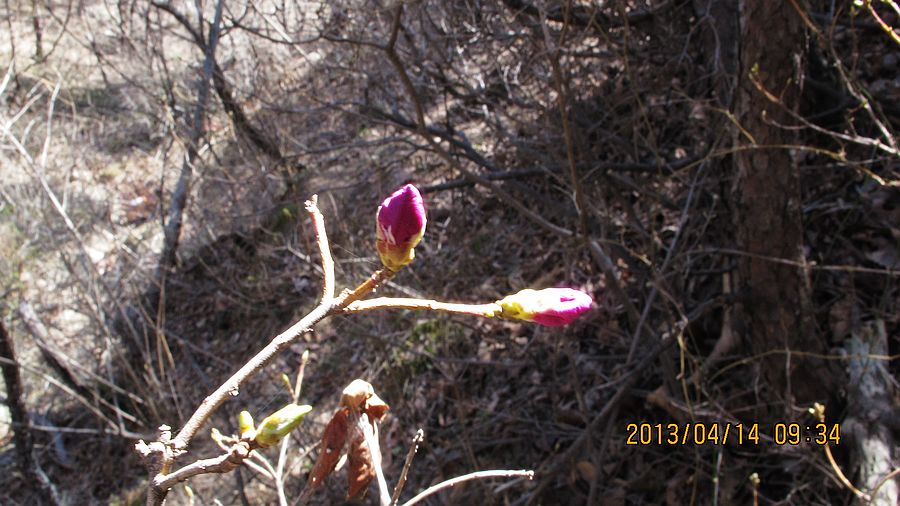 IMG_4642.jpg