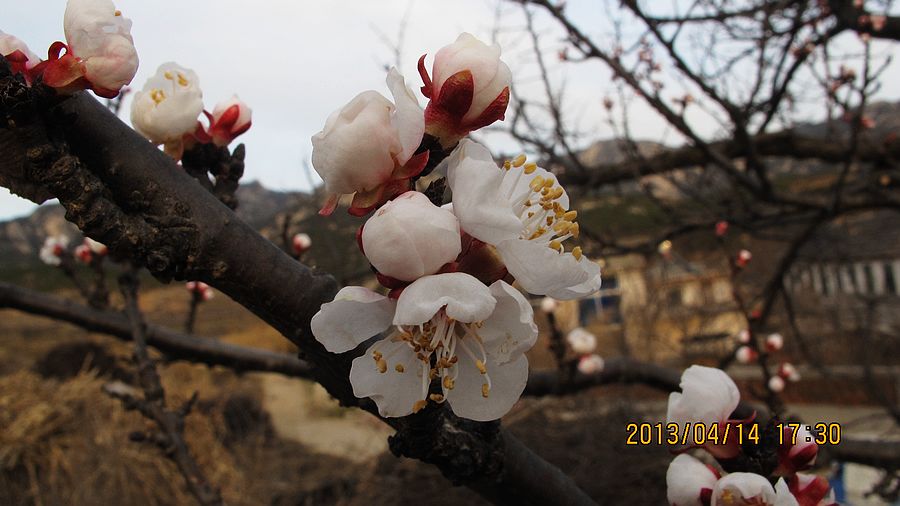 IMG_4704.jpg