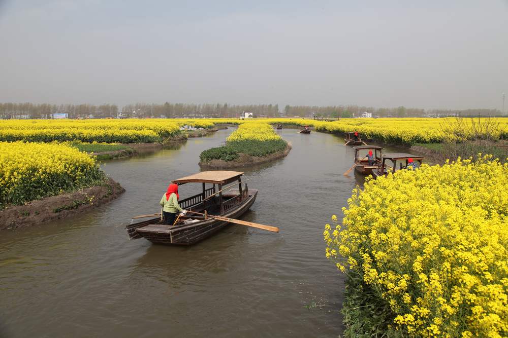 油菜花，扬州园林 203.jpg