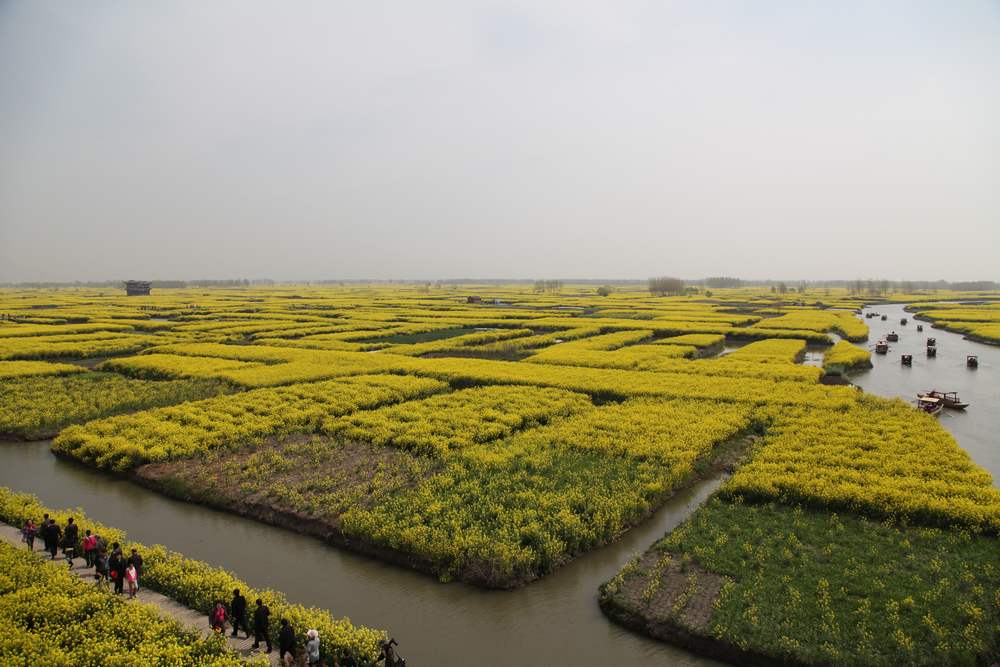 油菜花，扬州园林 294.jpg