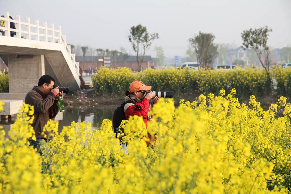 油菜花，扬州园林 017.jpg