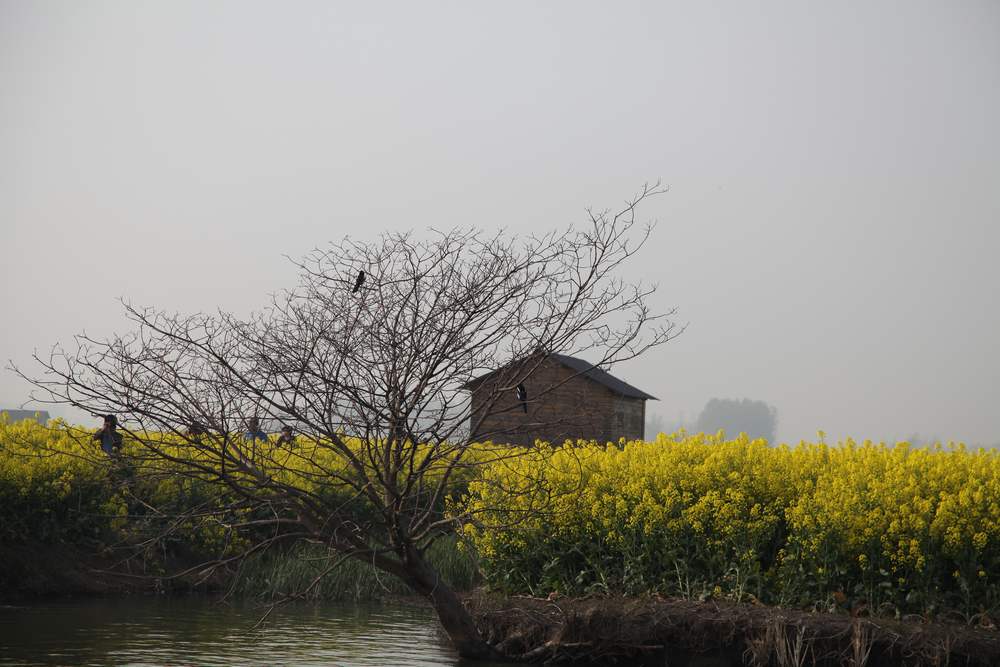 油菜花，扬州园林 065.jpg