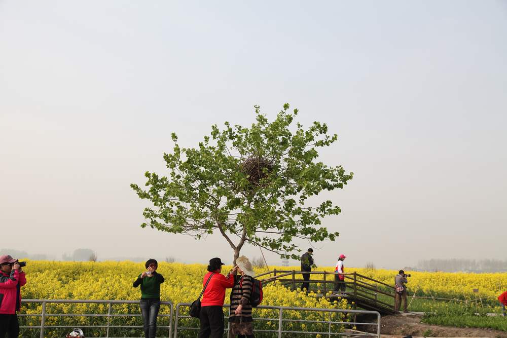 油菜花，扬州园林 070.jpg