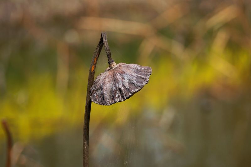 nEO_IMG_DSC06738.jpg