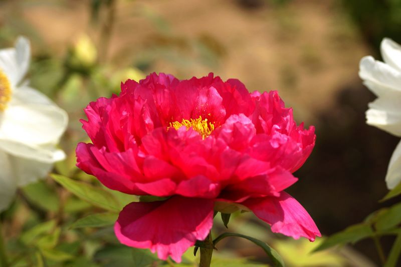 nEO_IMG_DSC06932.jpg