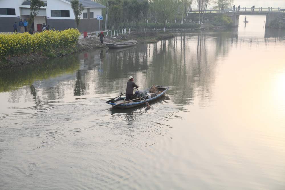 油菜花，扬州园林 006.jpg