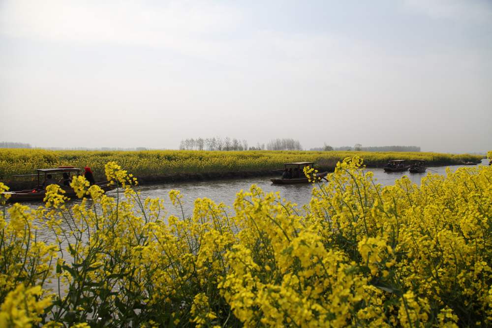 油菜花，扬州园林 190.jpg