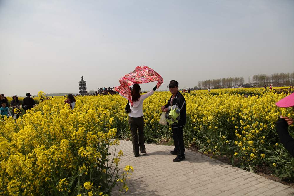 油菜花，扬州园林 278.jpg