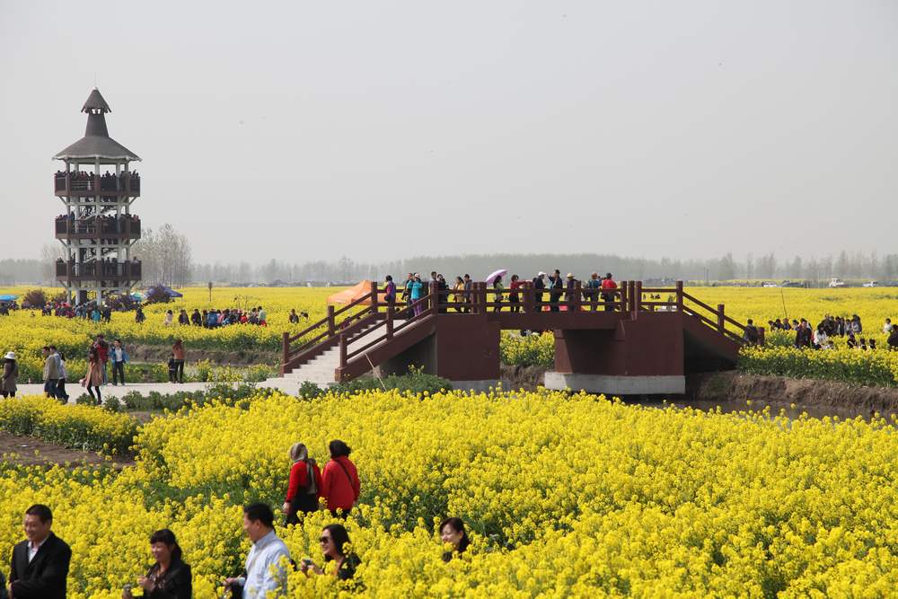 油菜花，扬州园林 276.jpg