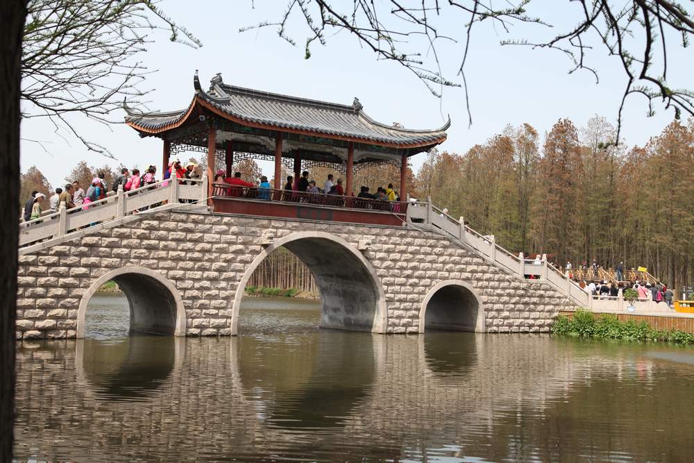 油菜花，扬州园林 341.jpg