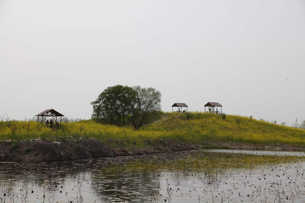 油菜花，扬州园林 401.jpg