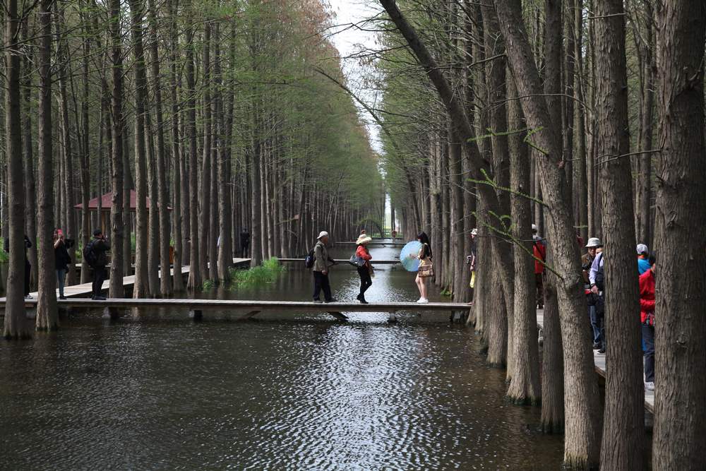 油菜花，扬州园林 409.jpg