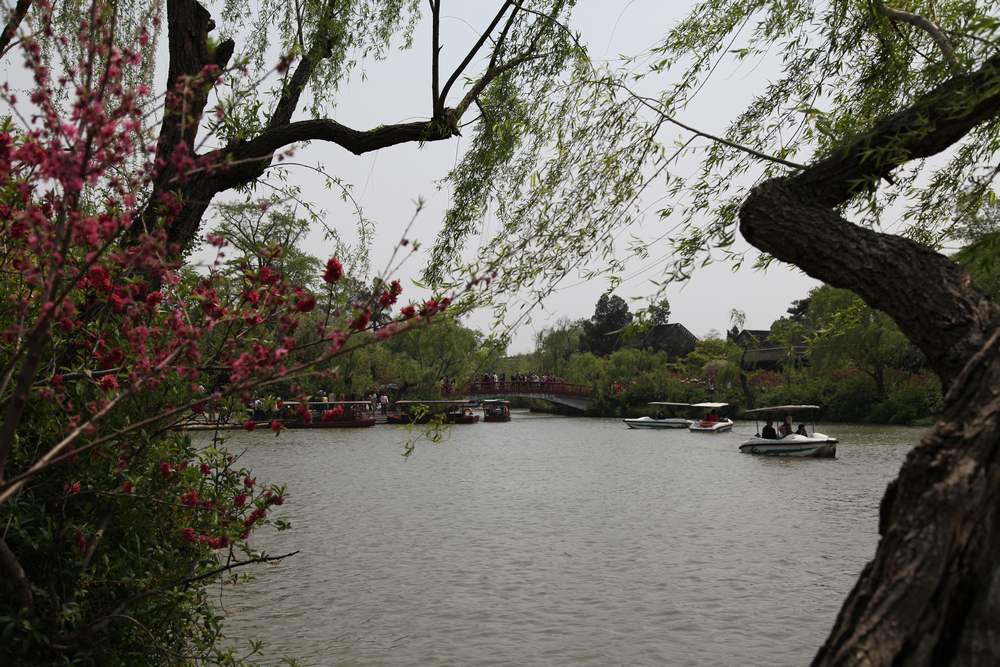 油菜花，扬州园林 618.jpg