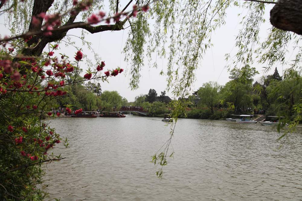油菜花，扬州园林 616.jpg