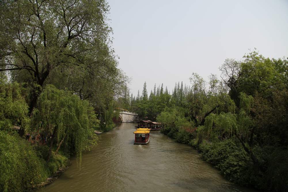油菜花，扬州园林 622.jpg