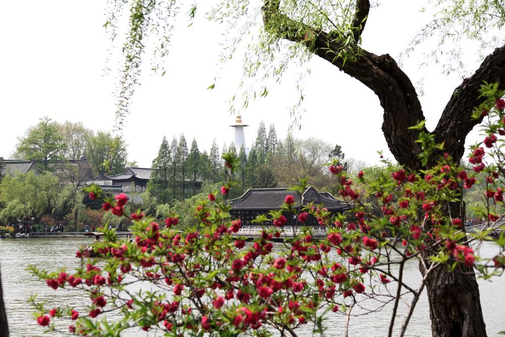 油菜花，扬州园林 627.jpg