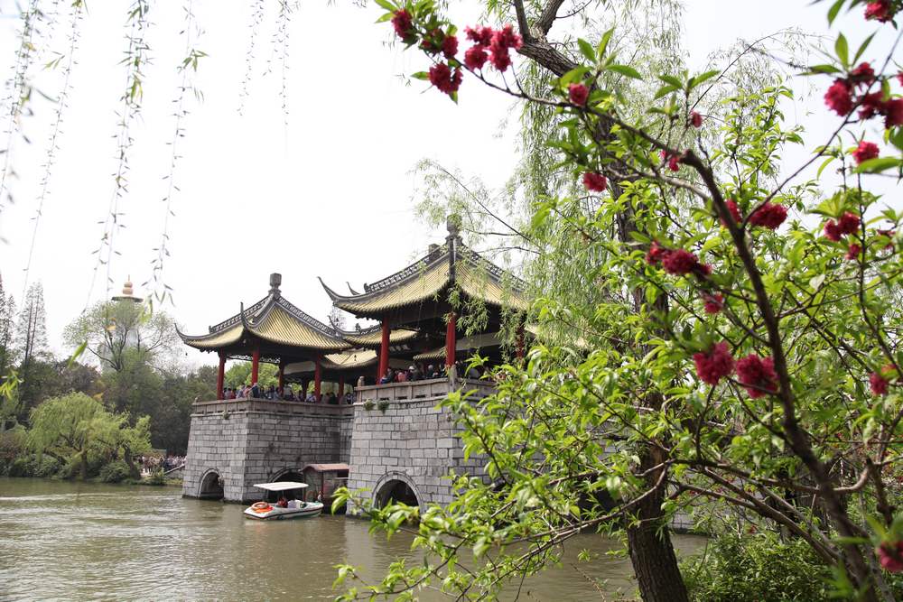 油菜花，扬州园林 635.jpg