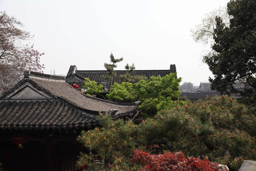 油菜花，扬州园林 694.jpg
