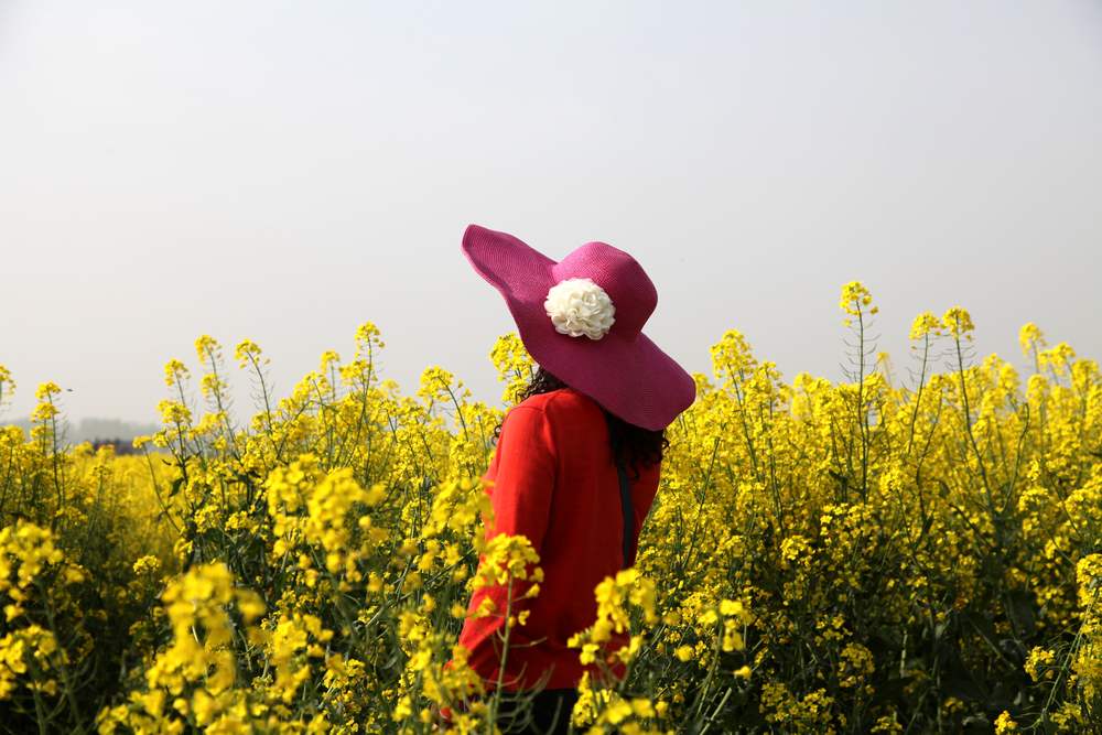 油菜花，扬州园林 142.jpg