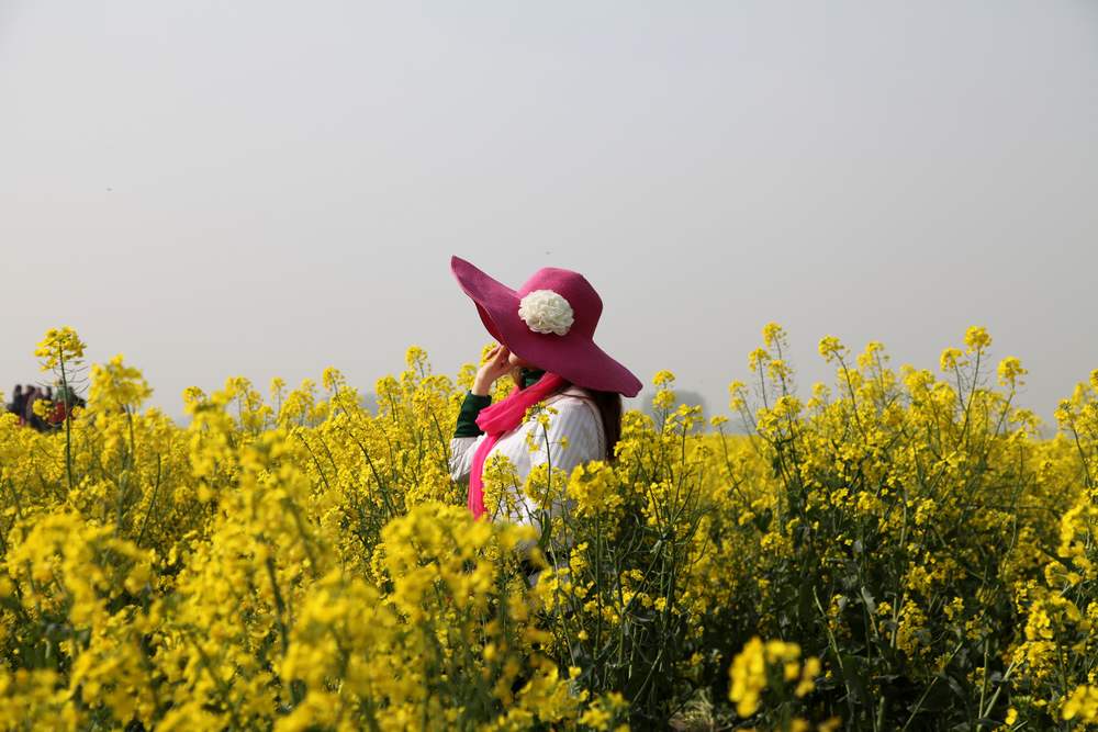油菜花，扬州园林 144.jpg