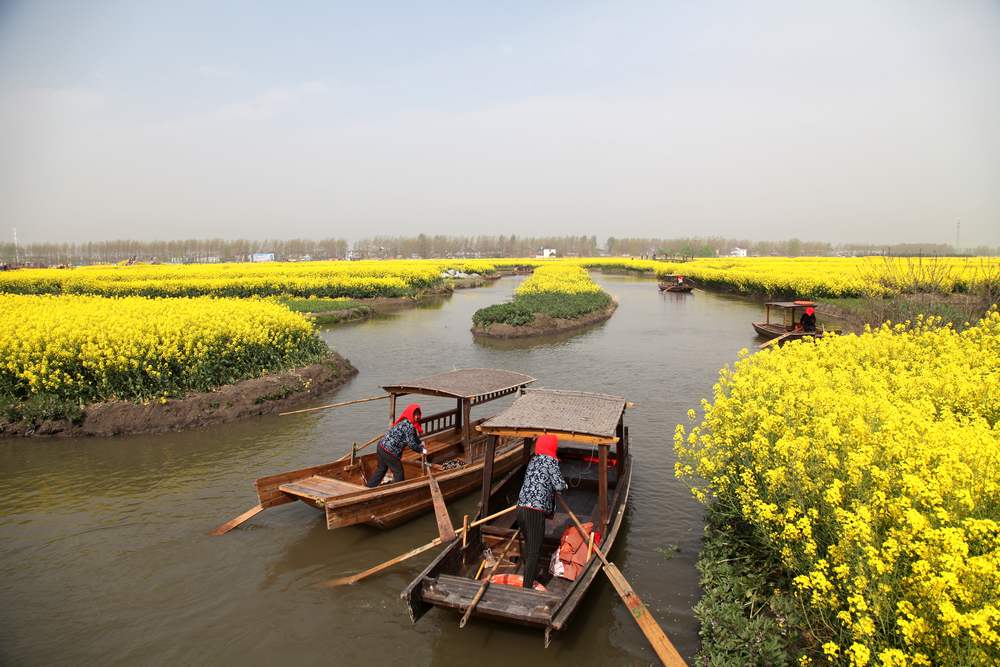 油菜花，扬州园林 201.jpg