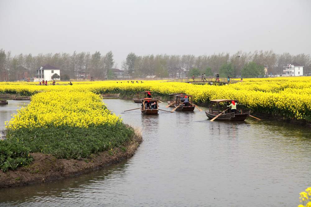 油菜花，扬州园林 206.jpg