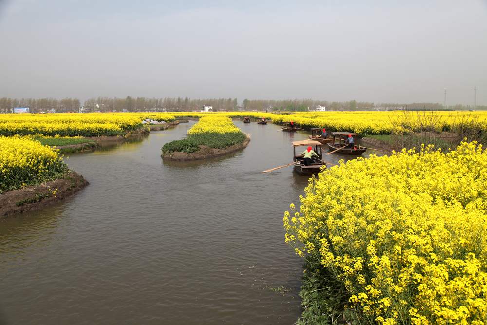 油菜花，扬州园林 204.jpg