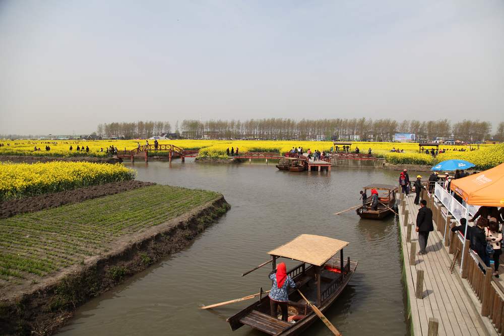 油菜花，扬州园林 275.jpg