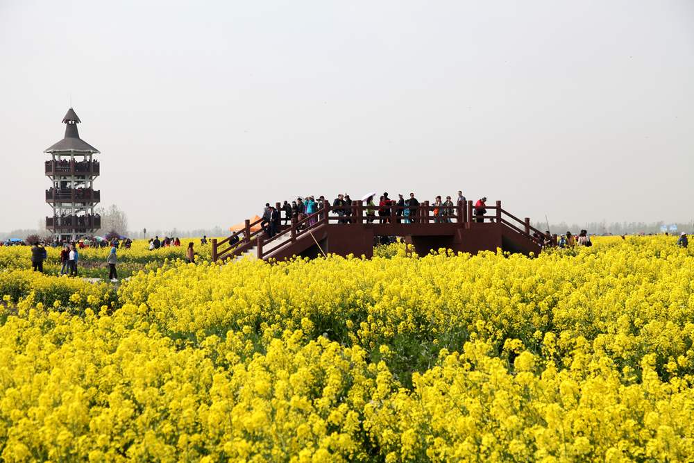 油菜花，扬州园林 277.jpg