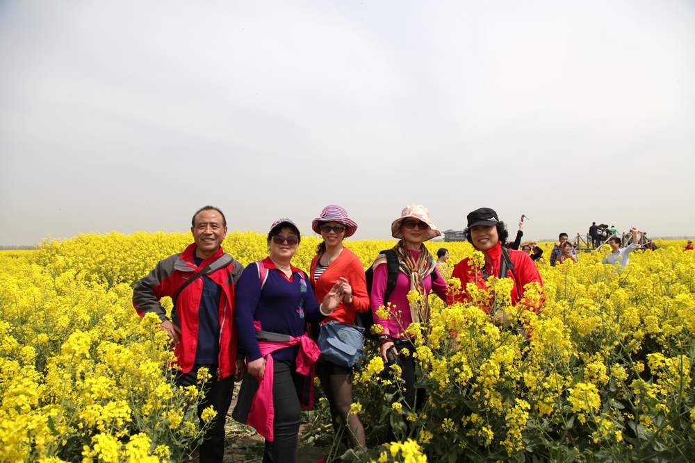 油菜花，扬州园林 326.jpg