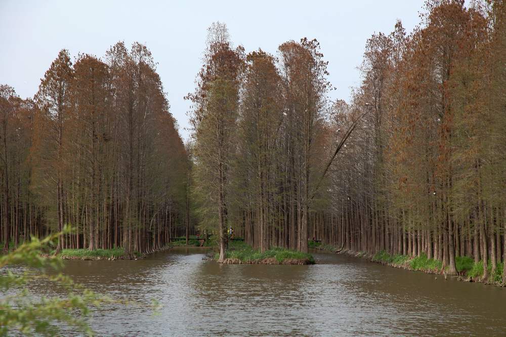 油菜花，扬州园林 404.jpg