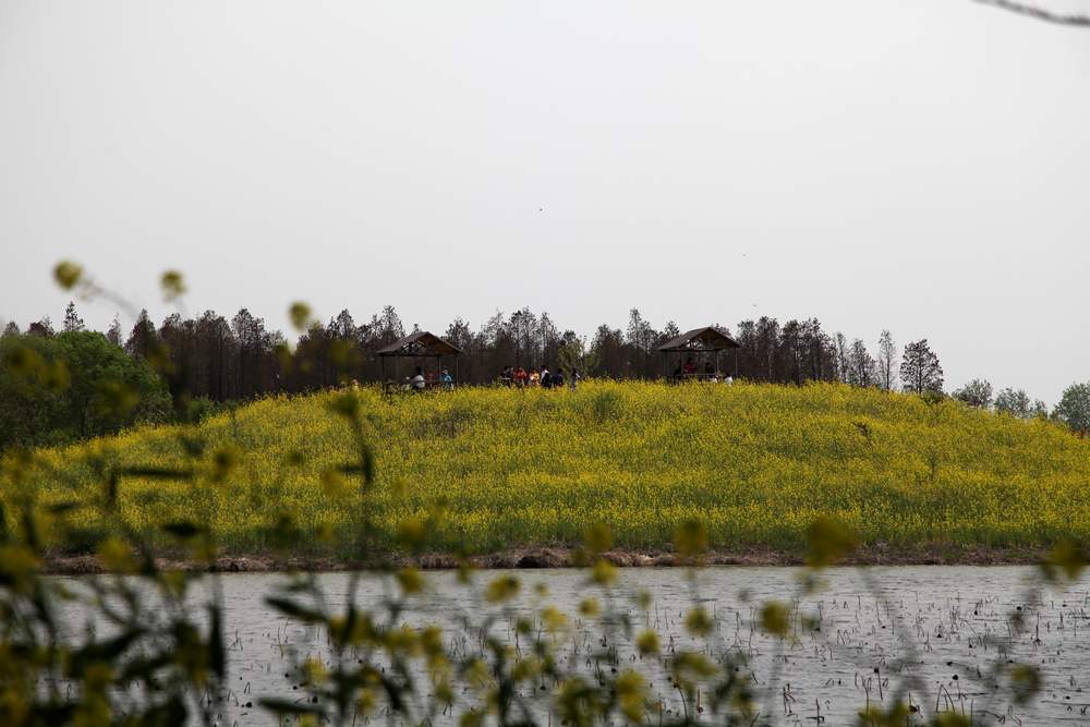 油菜花，扬州园林 406.jpg