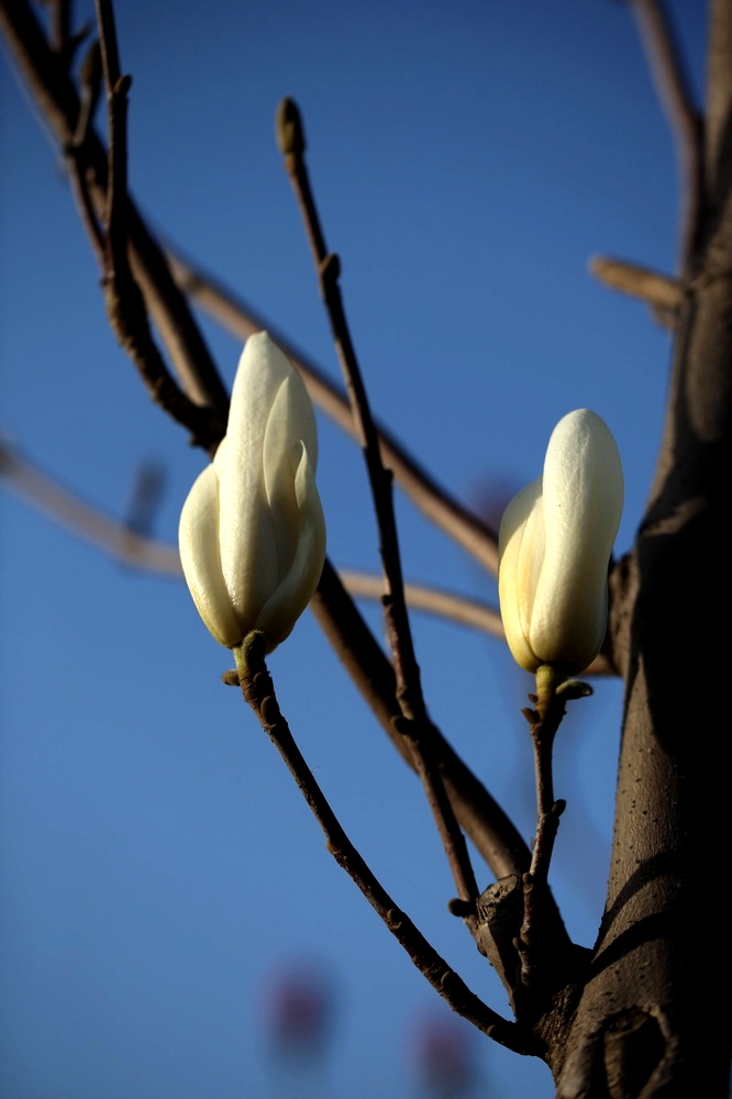 nEO_IMG_2013春花卉 1248.jpg