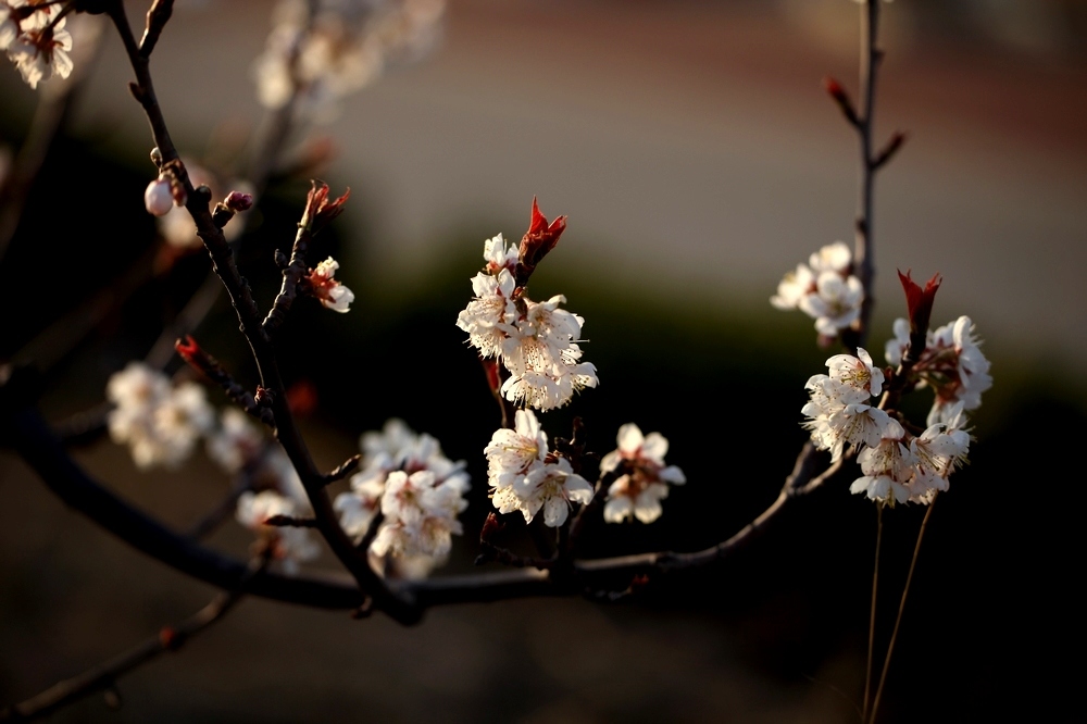 nEO_IMG_2013春花卉 1285.jpg