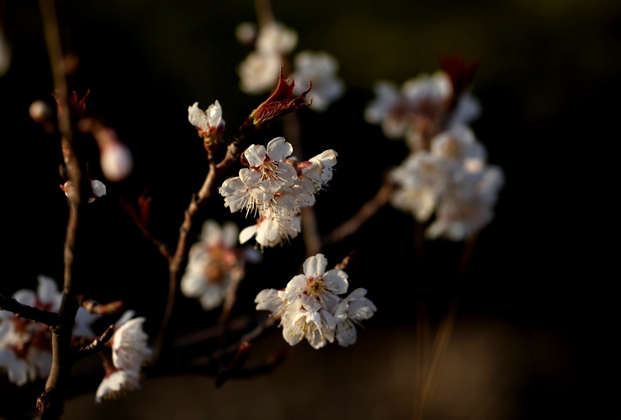 nEO_IMG_2013春花卉 1283.jpg