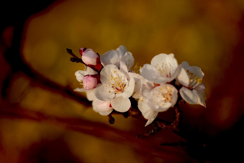 nEO_IMG_2013春花卉 1307.jpg