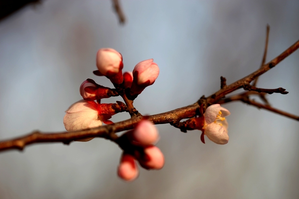 nEO_IMG_2013春花卉 1303.jpg