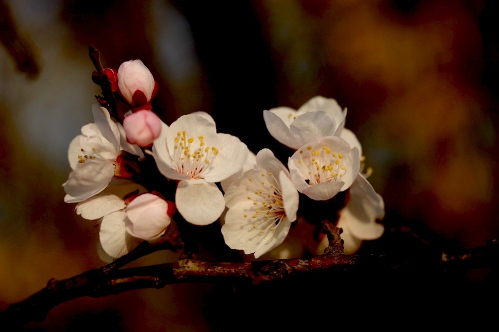 nEO_IMG_2013春花卉 1309.jpg