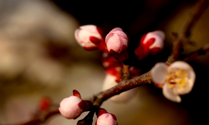 nEO_IMG_2013春花卉 1321.jpg