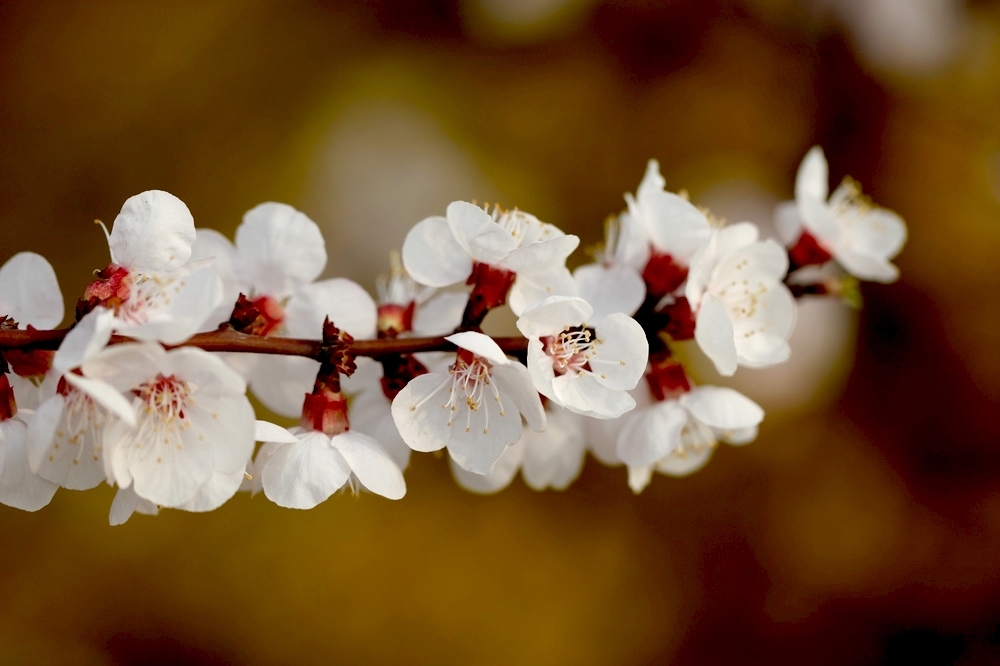 nEO_IMG_2013春花卉 1347.jpg