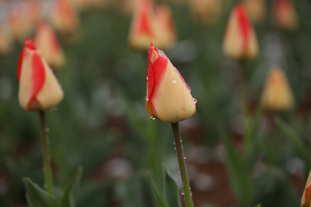 nEO_IMG_2013春花卉 1352.jpg