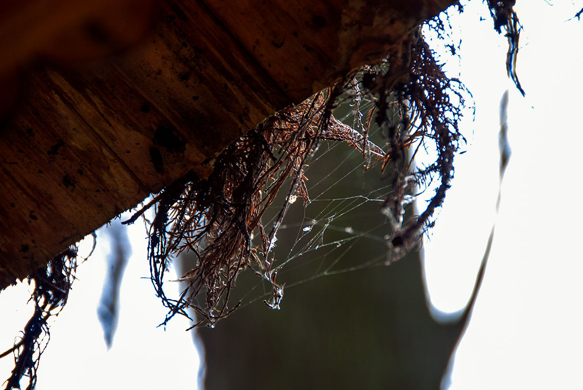 DSC_8362.jpg