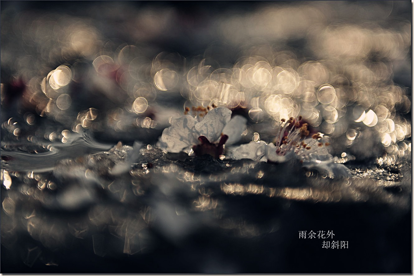 杏花雪 026_副本.jpg