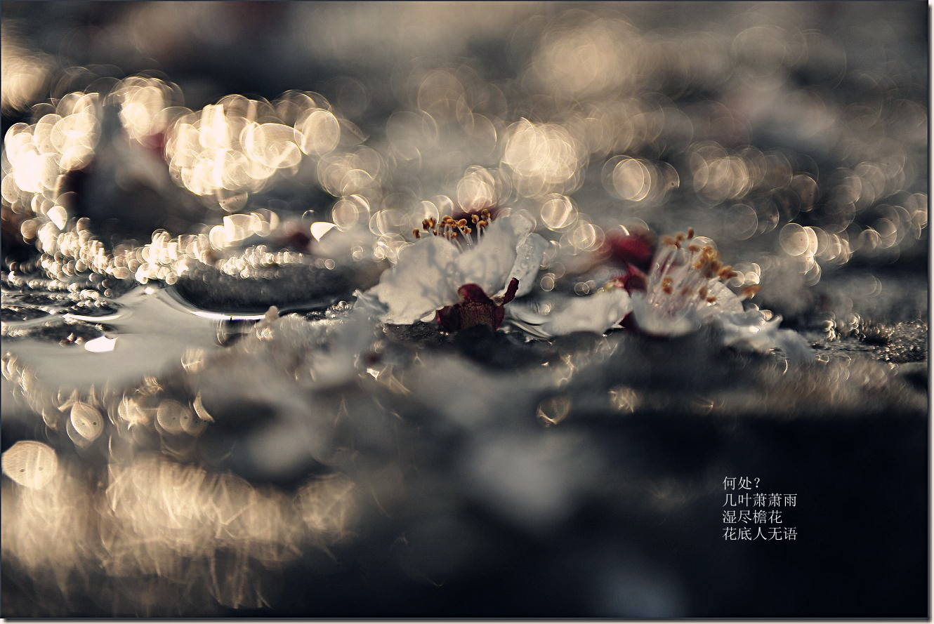 杏花雪 025_副本.jpg
