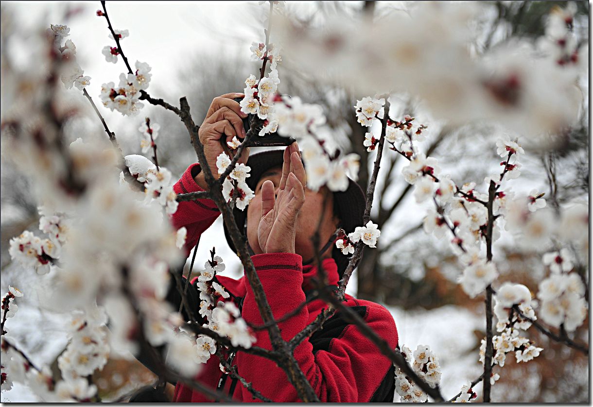 杏花雪 096.jpg