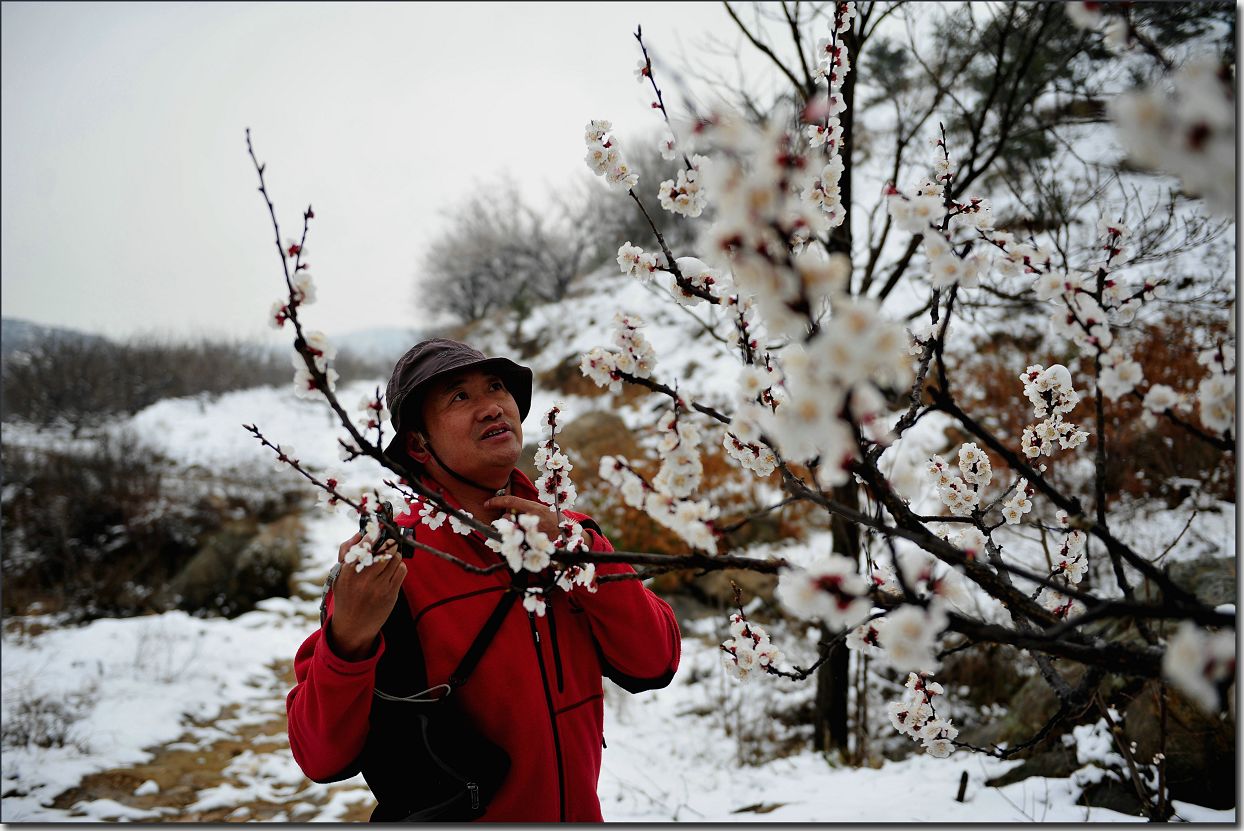 杏花雪 100.jpg