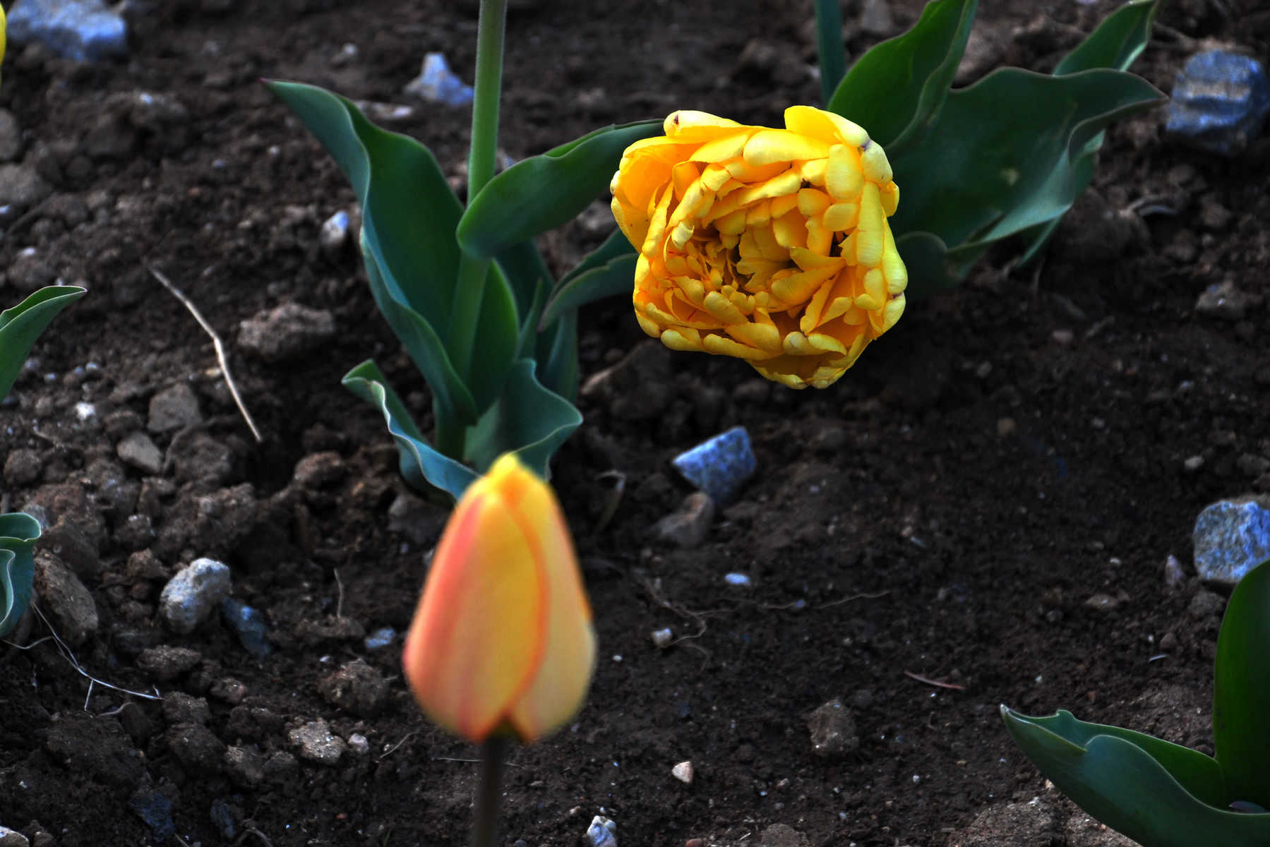 nEO_IMG_DSC_7554.jpg