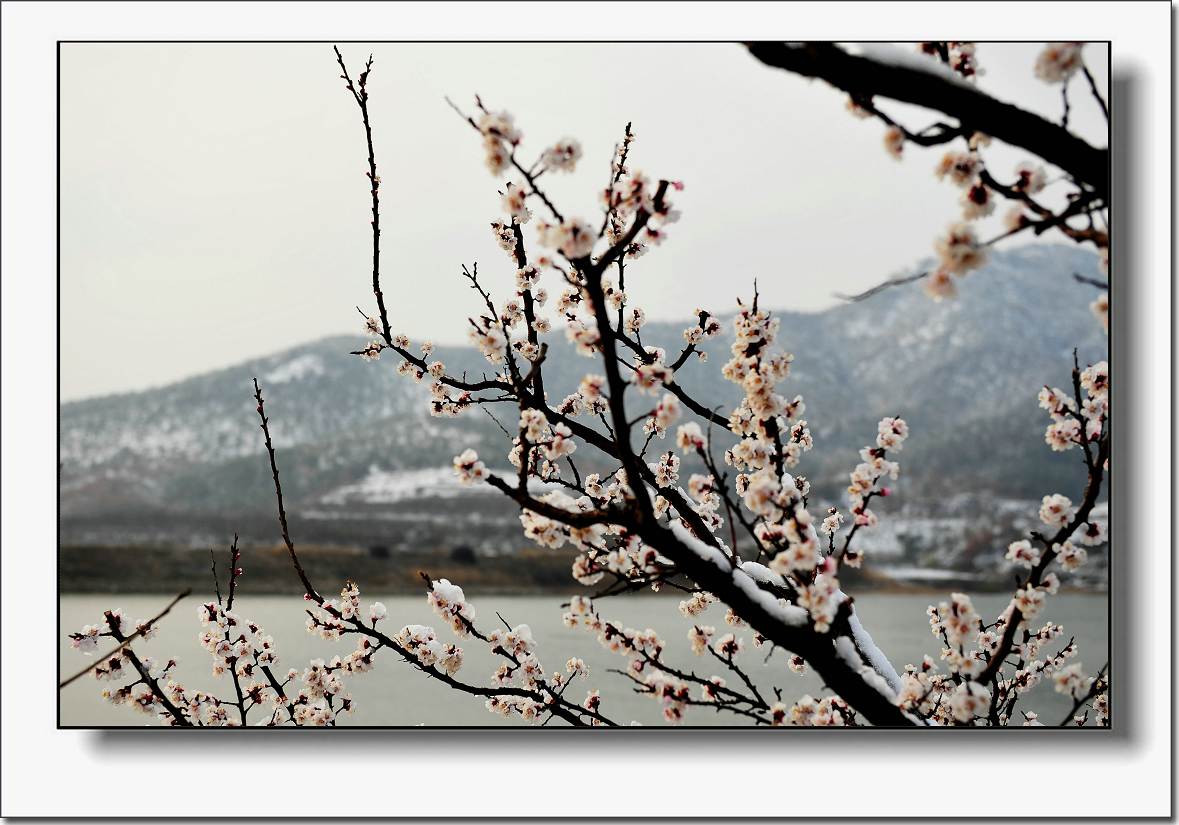 杏花雪 004.jpg