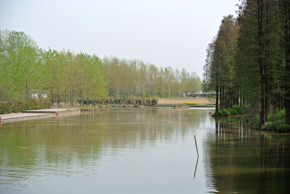 水上森林1.jpg