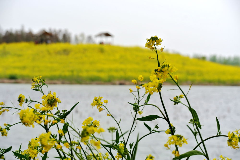 水上油菜1.jpg